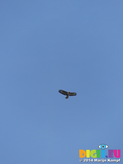 FZ003763 Buzzard (Buteo buteo)